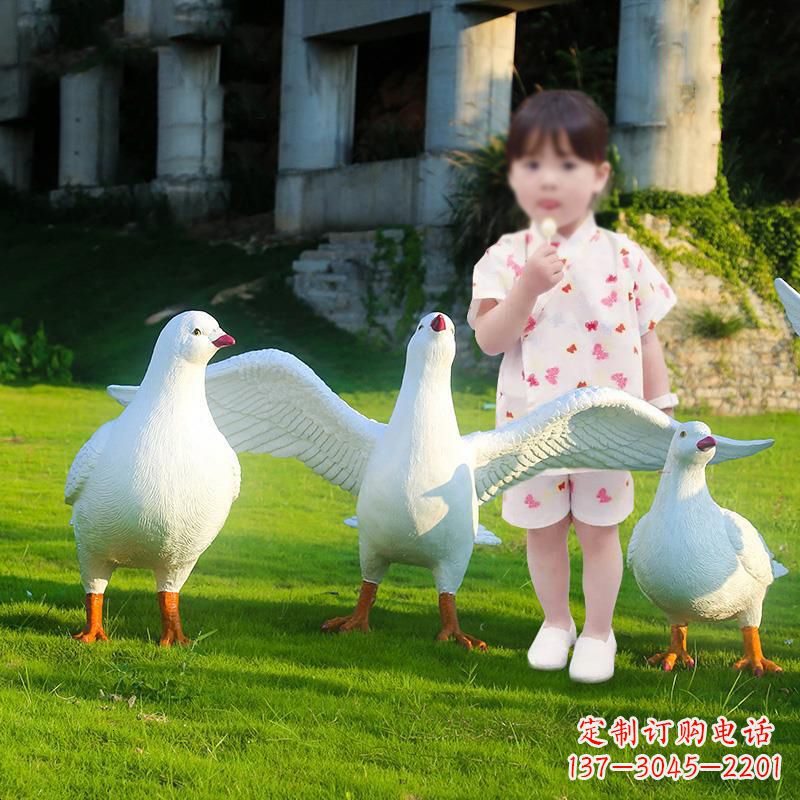 广州和平鸽唤醒内心的宁静